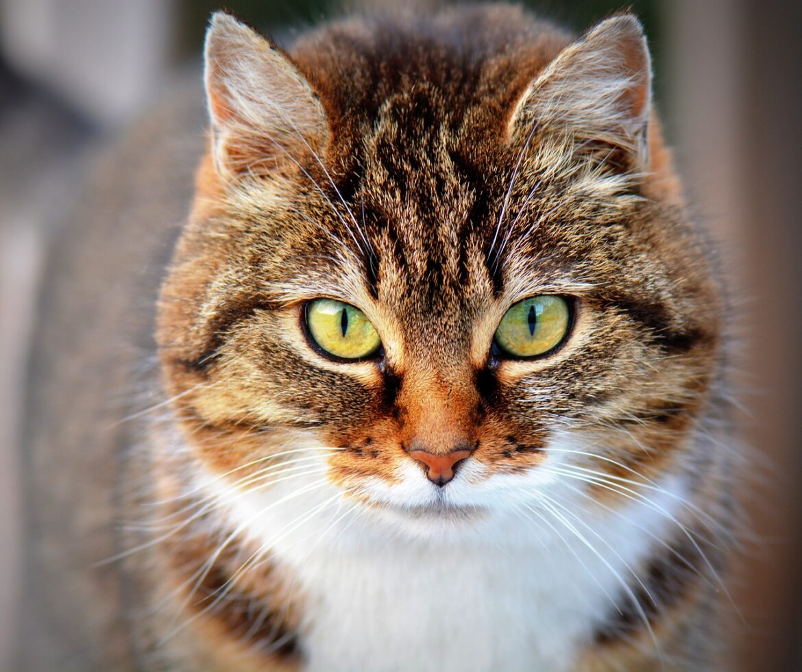 Vitaminai katėms: Kaip papildai gali pagerinti jūsų kačiukų sveikatą
